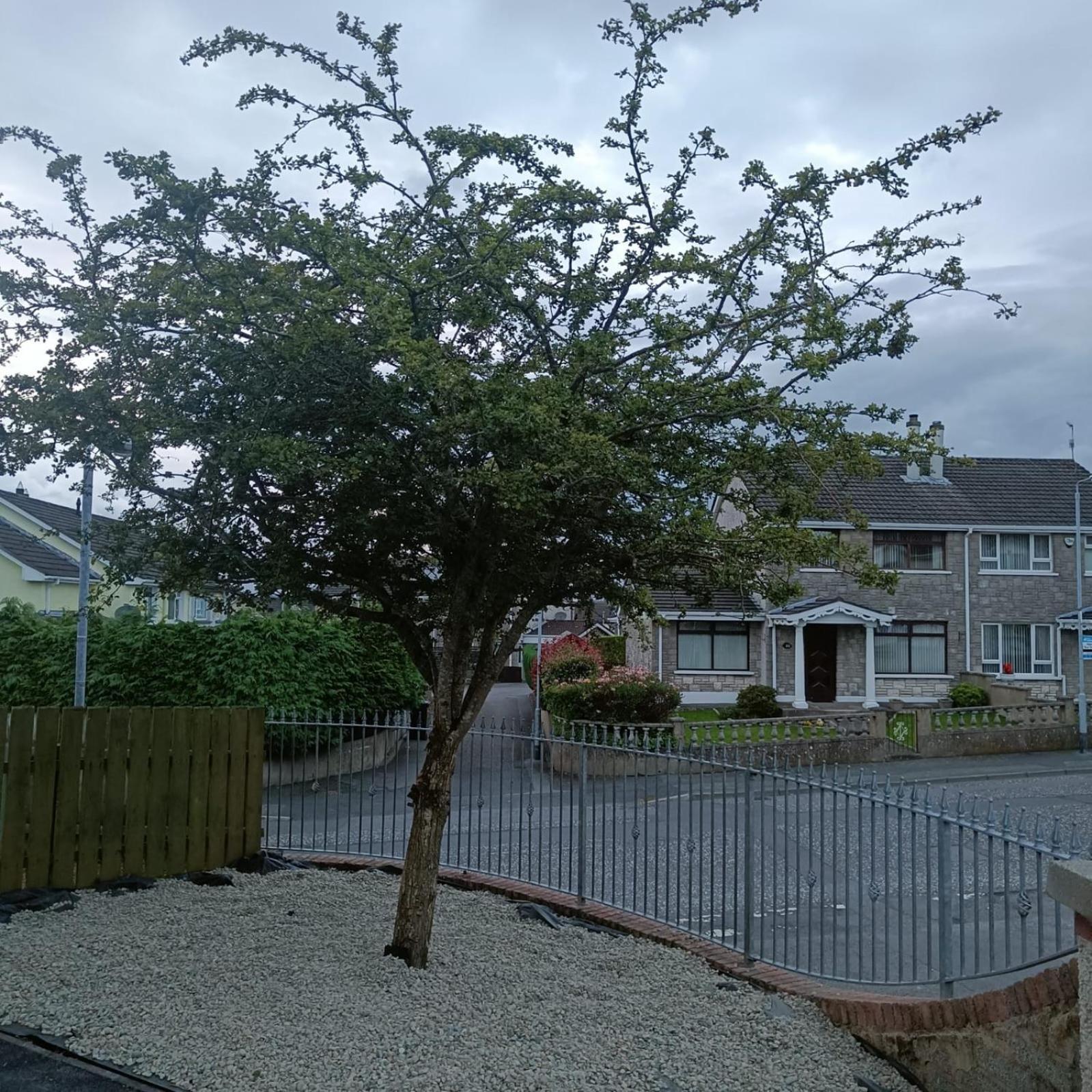 Bluebell House Villa Newry Dış mekan fotoğraf
